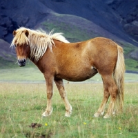 Picture of Iceland horse at Kalfstindar