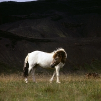 Picture of Iceland horse at Kalfstindar