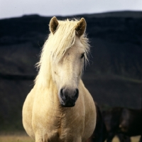 Picture of Iceland horse at Kalfstindar