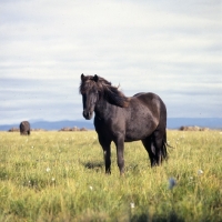 Picture of Iceland Horse at Olafsvellir