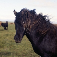 Picture of Iceland Horse at Olafsvellir