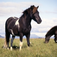 Picture of Iceland Horse at Olafsvellir