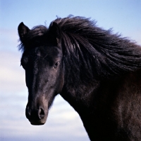 Picture of Iceland Horse at Olafsvellir