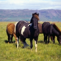 Picture of Iceland Horse at Olafsvellir