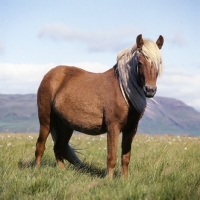 Picture of Iceland Horse at Olafsvellir