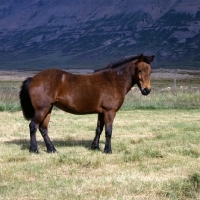 Picture of Iceland Horse at Sauderkrokur