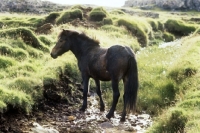 Picture of iceland horse in a stream at hofn