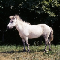Picture of iceland horse in holland