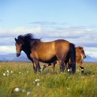 Picture of Iceland Horse mare and foals at Olafsvellir