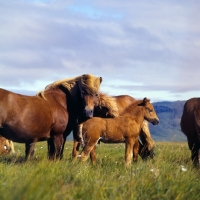 Picture of Iceland Horse mares and foal at Olafsvellir