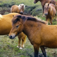 Picture of Iceland Horse near Hofn