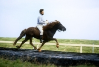Picture of iceland horse performing the tolt
