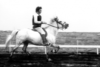 Picture of iceland horse performing tolt gait at a show