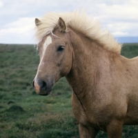 Picture of Iceland Horse stallion at Sauderkrokur