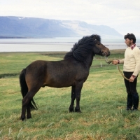 Picture of Iceland Horse stallion