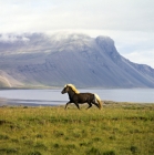 Picture of Iceland horse trotting at Hofn