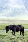 Picture of iceland horse walking in grassy lava field at sauderkrokur in iceland 