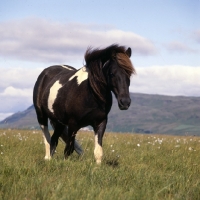 Picture of Iceland Horse walking to camera at Olafsvellir