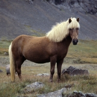 Picture of Iceland Horse with fine hair cut among volcanic rocks near Hofn 
