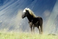 Picture of iceland horse with volcano in background at hofn