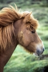Picture of iceland horse with whiskers and mud