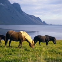 Picture of Iceland horses at Hofn on idyllic backdrop in Iceland
