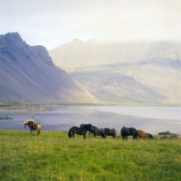 Picture of Iceland horses at Hofn