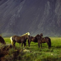 Picture of Iceland horses at Hofn