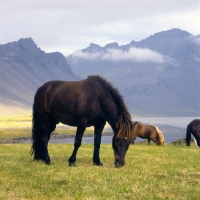 Picture of Iceland horses at Hofn