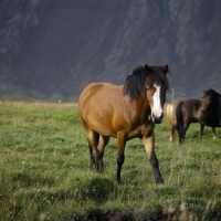 Picture of Iceland horses at Hofn