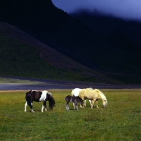 Picture of Iceland horses at Kalfstindar