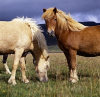 Picture of Iceland horses at Kalfstindar