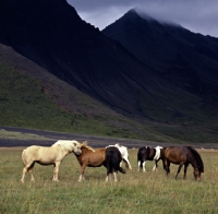 Picture of Iceland horses at Kalfstindar