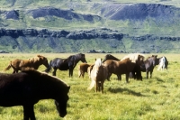 Picture of iceland horses at olafsvellir, iceland