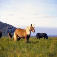 Picture of Iceland Horses at Olafsvellir