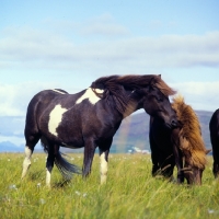 Picture of Iceland Horses at Olafsvellir