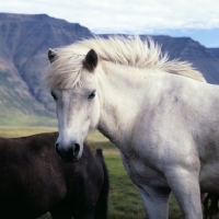 Picture of Iceland Horses at Sauderkrokur