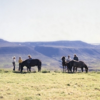 Picture of Iceland Horses at Sauderkrokur with people