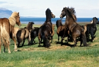 Picture of Iceland Horses at Sauderkrokur, two in play fight