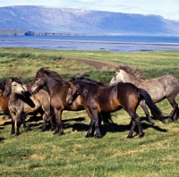 Picture of Iceland Horses at Sauderkrokur