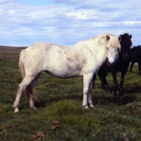 Picture of Iceland Horses at Sauderkrokur