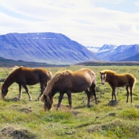 Picture of Iceland Horses at Sauderkrokur