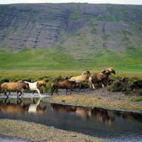 Picture of Iceland Horses crossing an inlet  at Olafsvellir