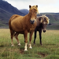 Picture of Iceland horses, mare and foal,  at Kalfstindar
