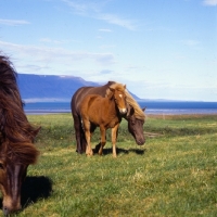 Picture of Iceland Horses, mare and foal at Sauderkrokur