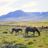Picture of Iceland Horses, mare and foal at Sauderkrokur