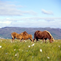 Picture of Iceland Horses, mare with two foals mutual grooming at Olafsvellir