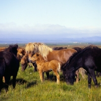 Picture of Iceland Horses, mares and foal at Olafsvellir