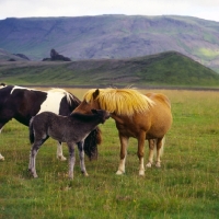 Picture of Iceland horses, mares and foal at Kalfstindar