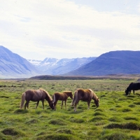 Picture of Iceland horses, mares and foals, at Sauderkrokur, grazing on volcanic rock, typical Iceland terrain